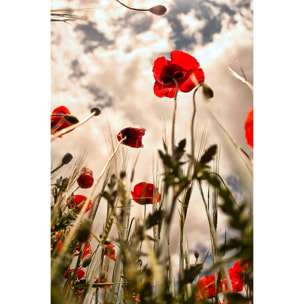 Tableau coquelicots décoration murale moderne Toile imprimée