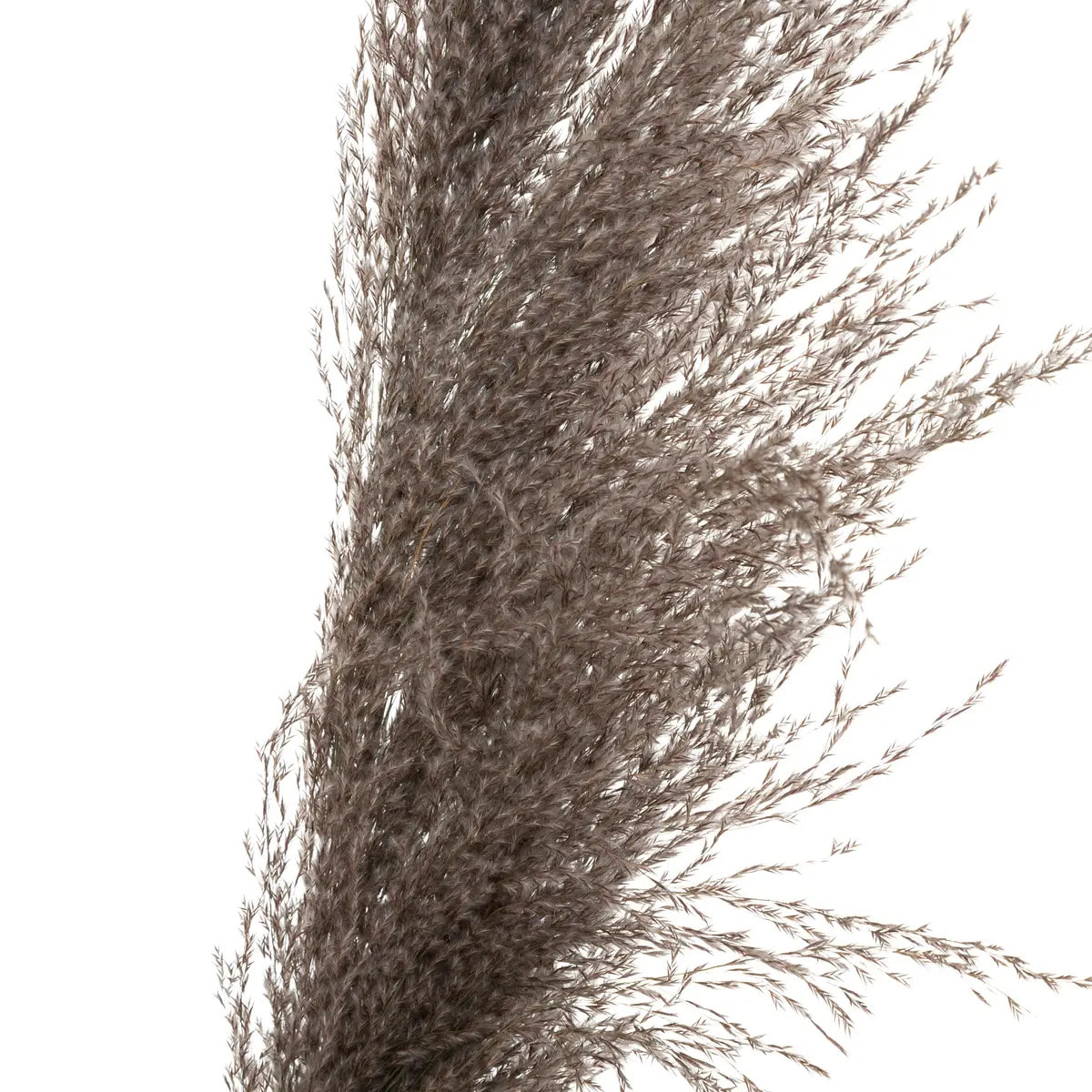 3 fleurs séchées "Pampa brune" H110cm