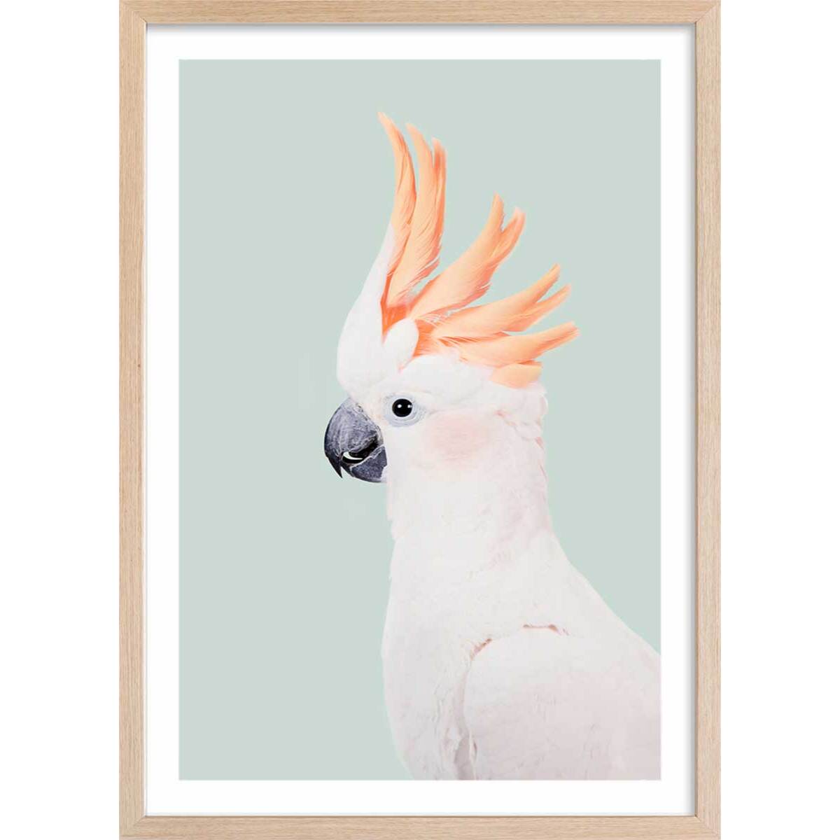 Affiche enfant cockatoo  Affiche + cadre en bois - Chêne