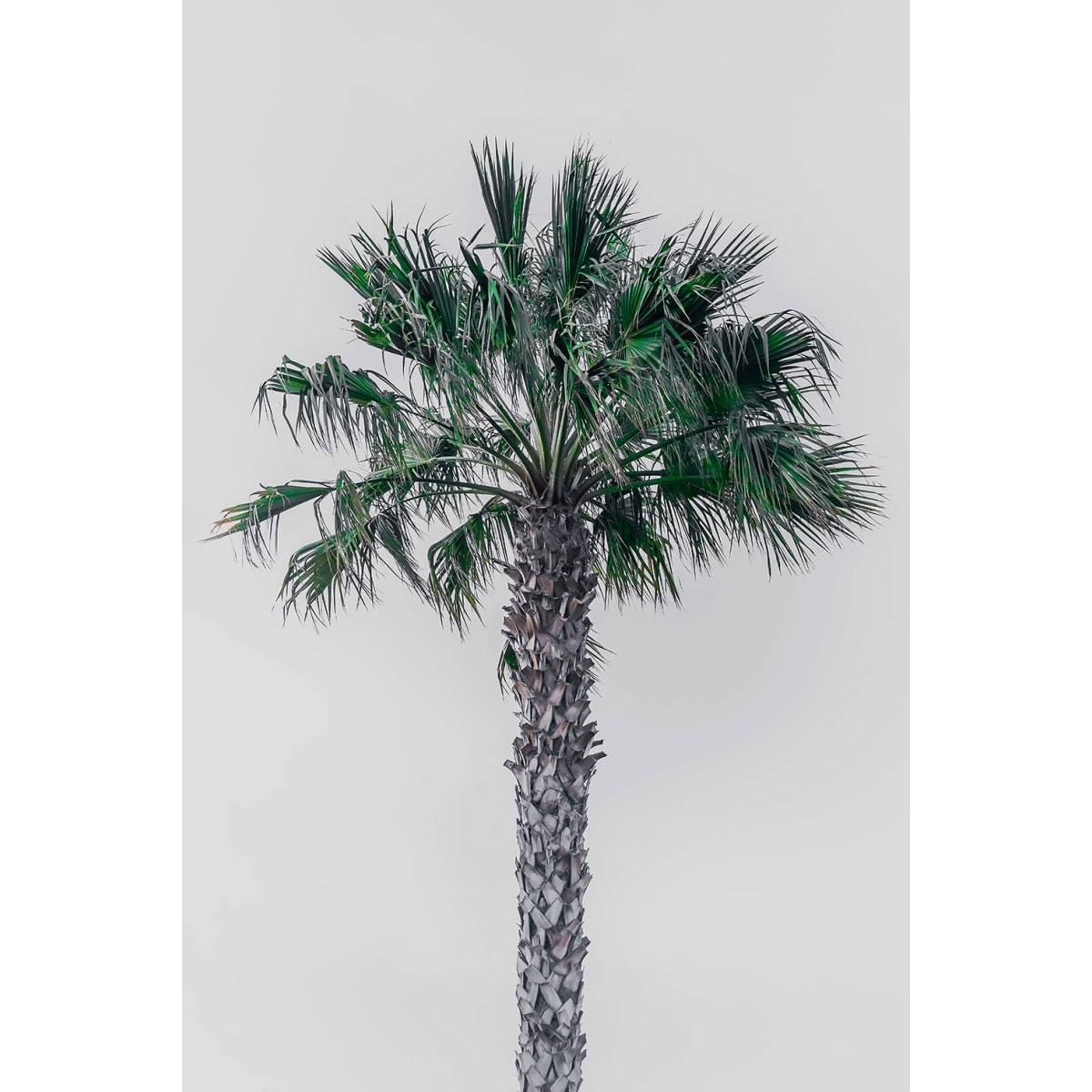 Tableau coconut palm Toile imprimée