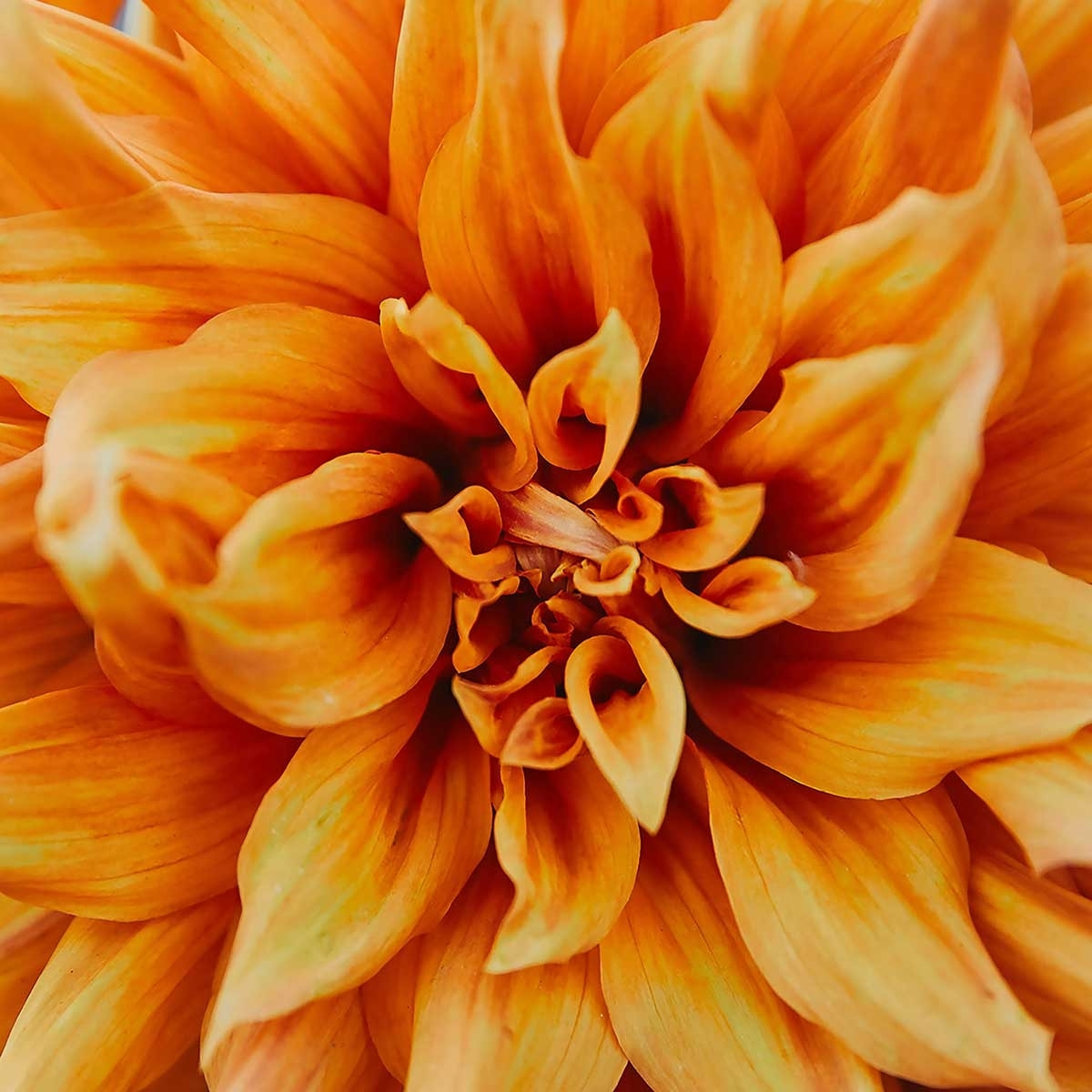 Affiche fleurs coeur de chrysanthème Affiche + cadre en bois - Chêne