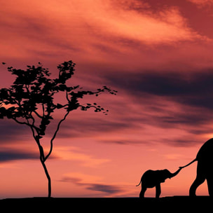 Tableau africain famille éléphants Tableau alu Dibond