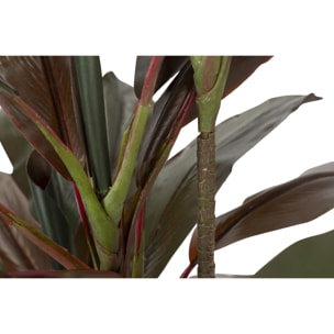 Planta Cordyline Fruticosa 70x60x110 Cm