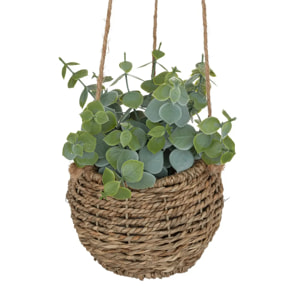 Plante Zoe à suspendre H17cm