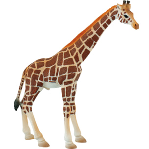 Safari/Giraffa