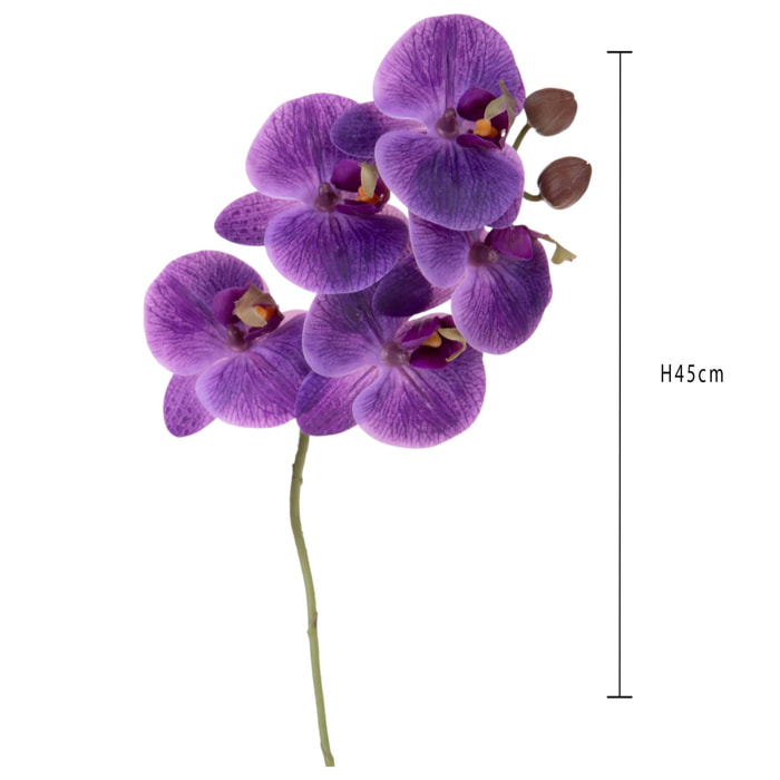 Orchidea phaleonopsis - Pezzi 6 - Colore: Lavanda - Bianchi Dino