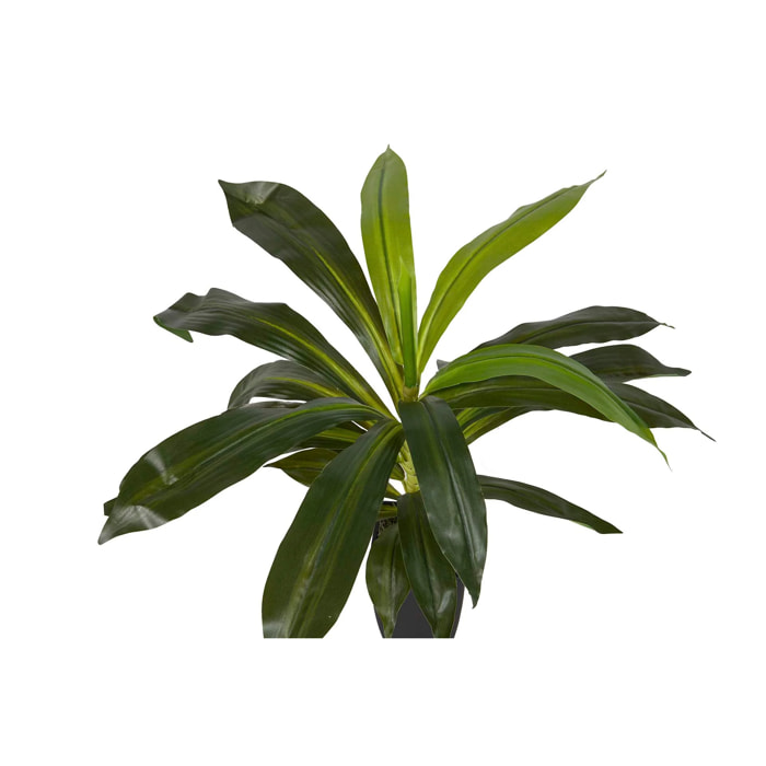 Planta Dracaena Fragrans Con Maceta 55x55x55 Cm