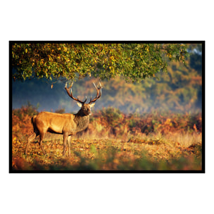 Affiche encadrée cerf en forêt automnale Affiche + cadre en métal - Noir