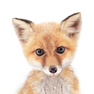 Affiche enfant bébé fox  Affiche + cadre en bois - Chêne