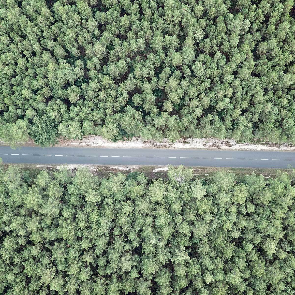 Affiche infinitude de la forêt landaise Affiche + cadre en bois - Chêne