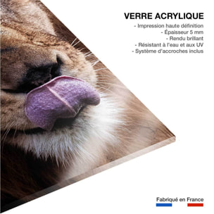 Tableau animaux delice de lion Tableau plexiglas