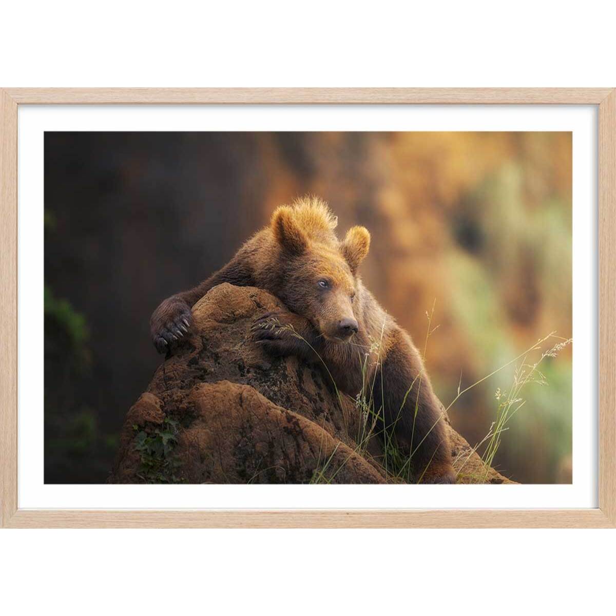 Affiche portrait d'ours Affiche + cadre en bois - Chêne