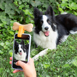 Pack Clip pour Selfies pour Animaux Familiers et Fontaine pour Animaux de Compagnie InnovaGoods