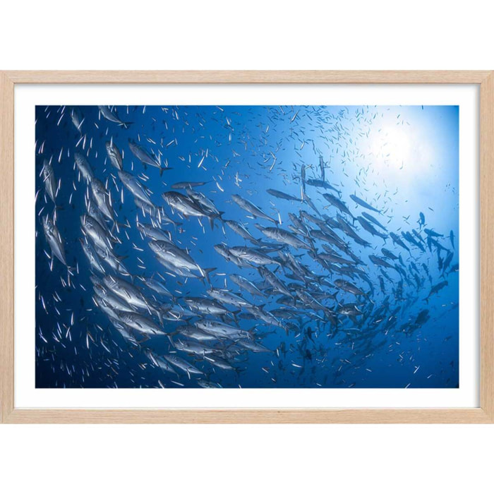 Affiche poisson Carangue Affiche + cadre en bois - Chêne