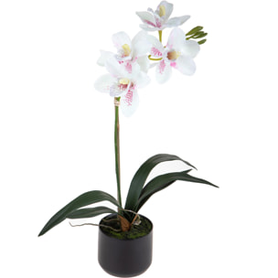 Orchidea Cymbidium Con 1 Diramazione In Vaso. Altezza 48 Cm - Pezzi 1 - 25X48X25cm - Colore: Rosa - Bianchi Dino - Piante Artificiali