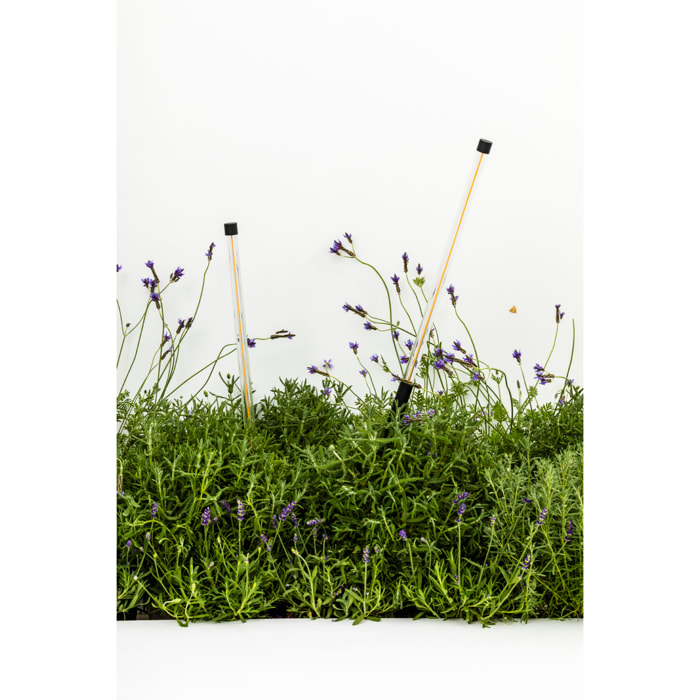 BAMBOU 1068 Estaca negro