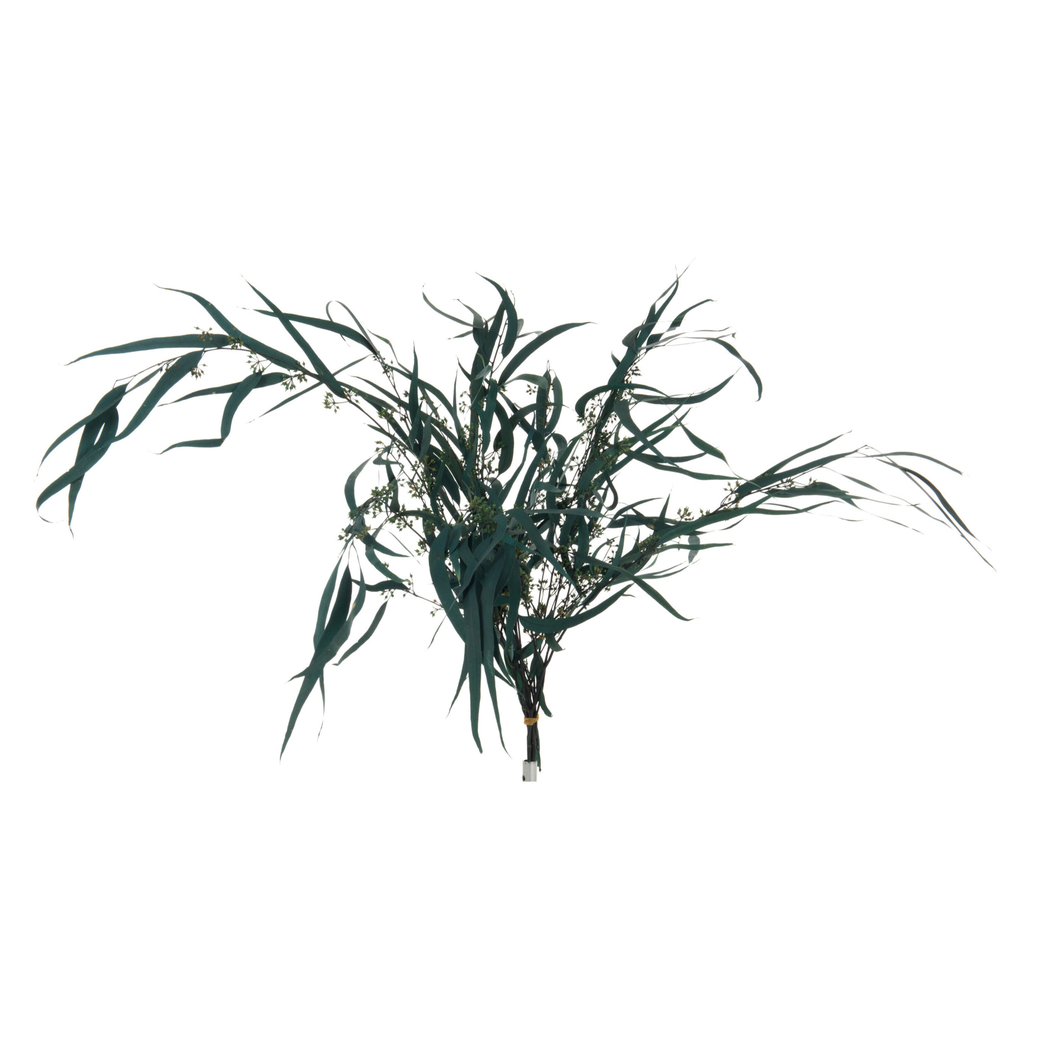 J-Line fleur sechée - bouquet Eucalyptus Sauvage - vert