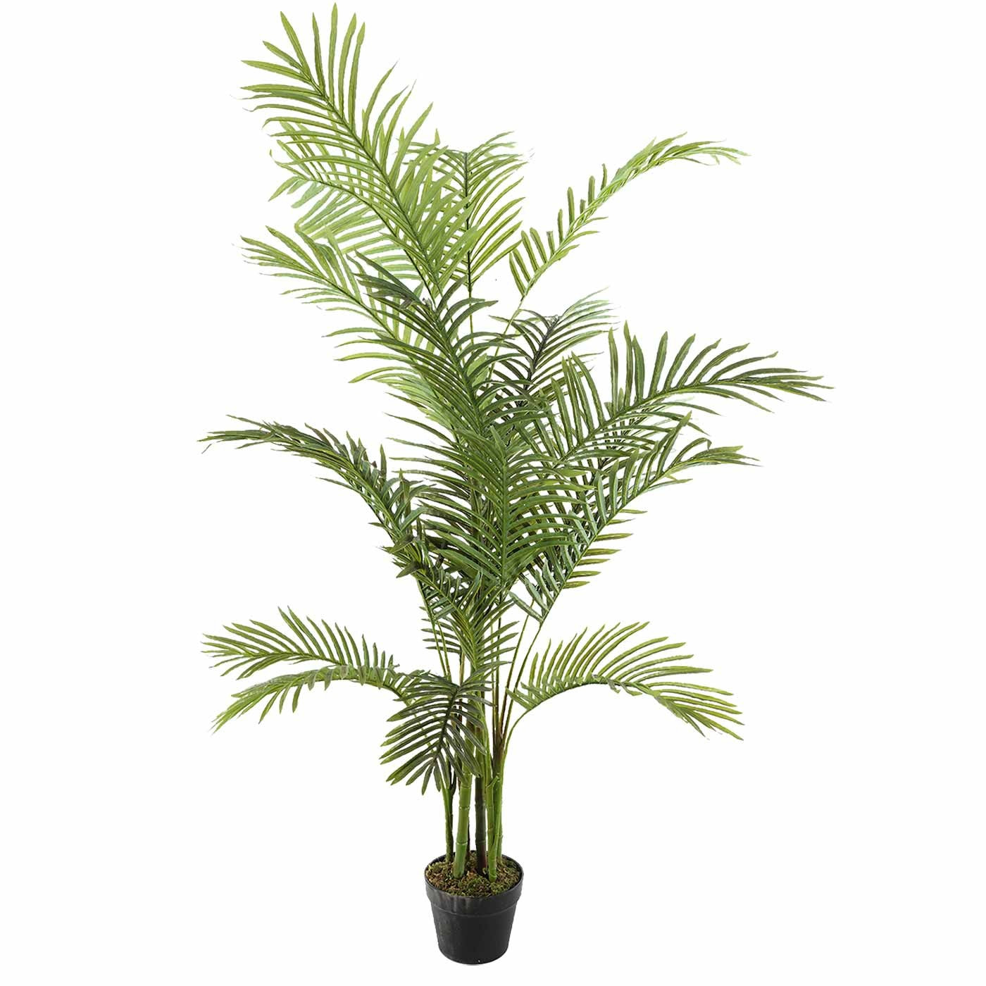 Palmera aguilera 150cm