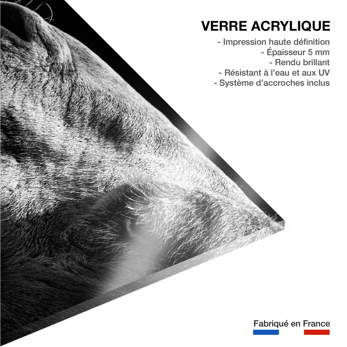 Tableau animaux Portrait de chameau Tableau plexiglas