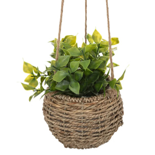 Plante Zoe à suspendre H17cm