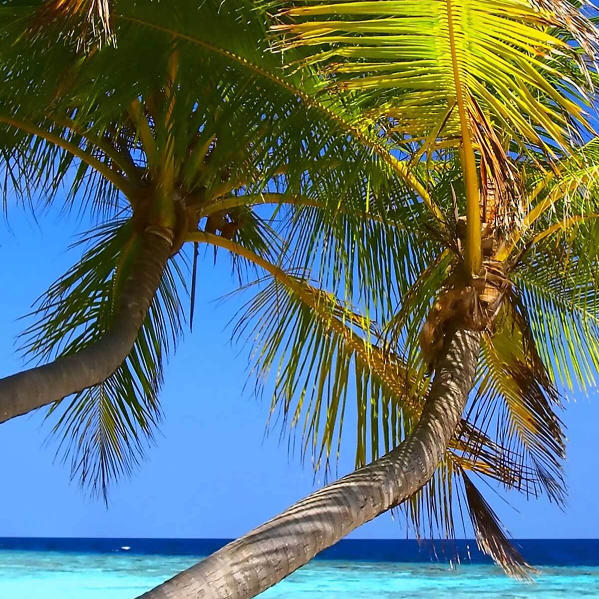 Affiche encadrée plage tropicale Affiche + cadre en métal - Noir