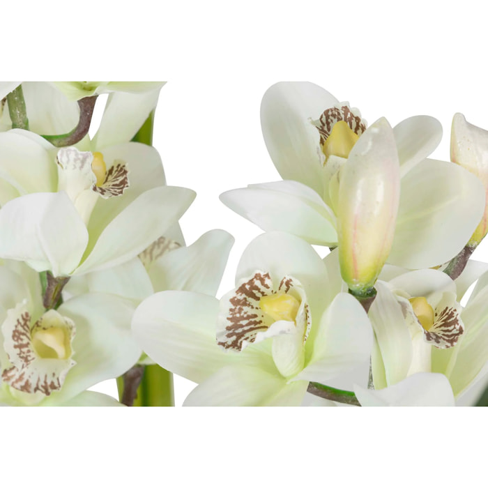 Planta Orquidea Cymbidium 60x60x100 Cm