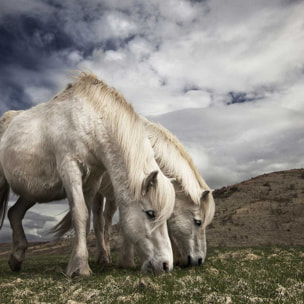 Tableau Chevaux blancs Tableau plexiglas
