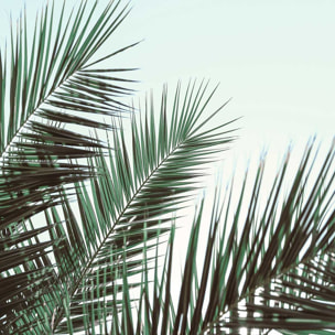 Poster palme verte Affiche + cadre en bois - Chêne