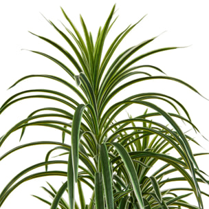 Dracena vert Edi H.180cm avec pot blanc