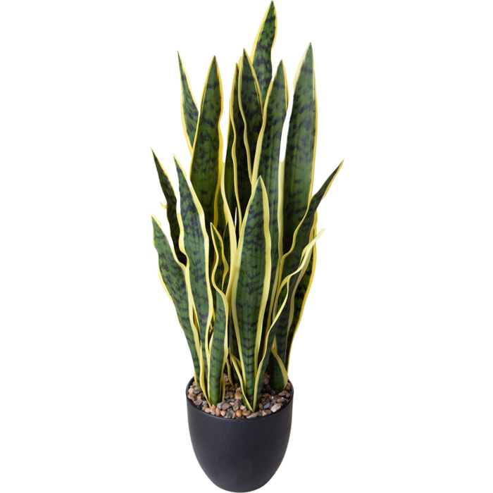 Sanseveria - Pezzi 1 - Colore: Verde - Bianchi Dino