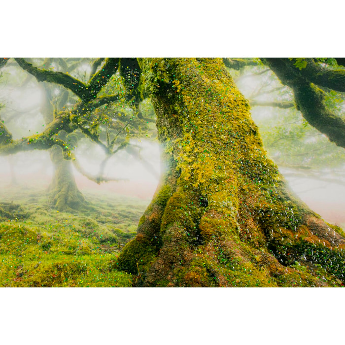 STAMPA SU TELA LACCATA C/CORNICE FORESTA CM 90X4X60