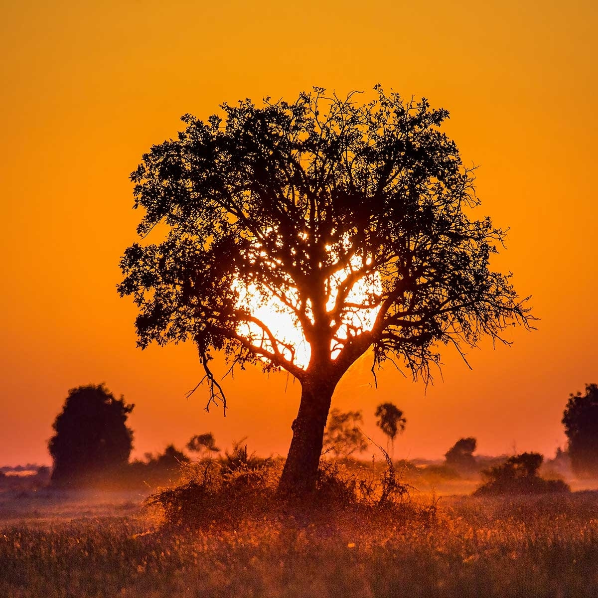 Tableau la savane Toile imprimée