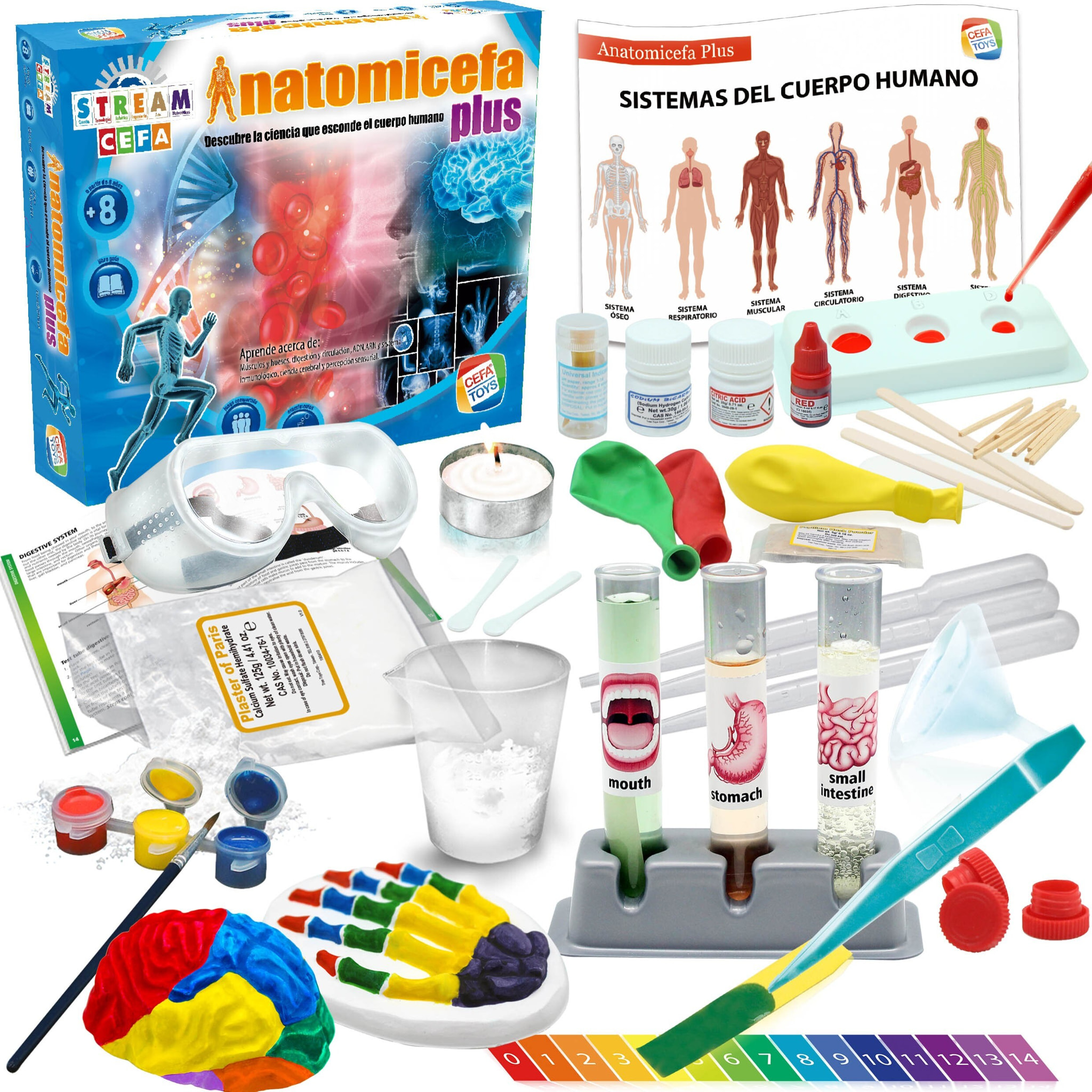 ANATOMICEFA PLUS