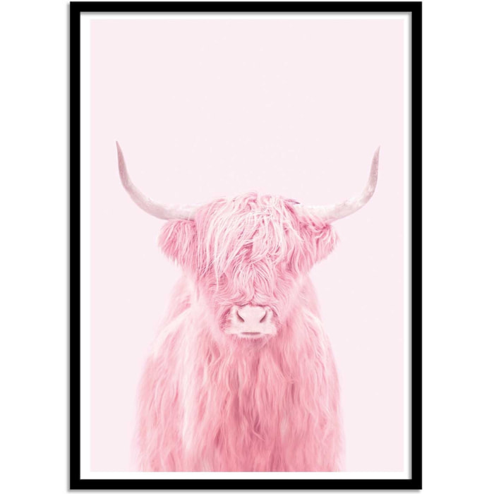 Affiche - Highland cow - Paul Fuentes