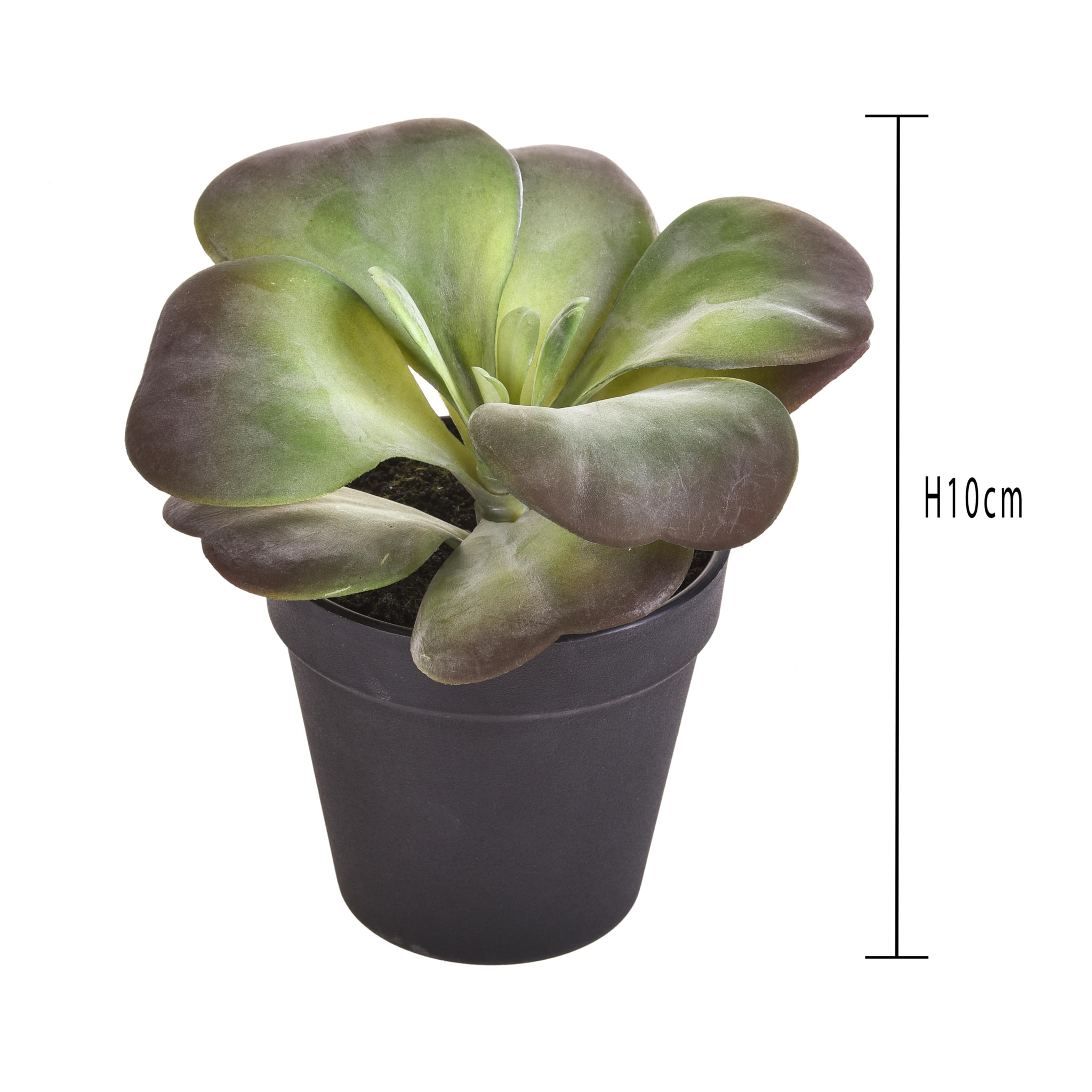 Kalanchoe Succulent Con Vaso. Altezza 16,5 Cm - Pezzi 4 - 16,5X10X16,5cm - Colore: Verde - Bianchi Dino - Piante Artificiali