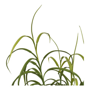 Pianta artificiale Grass Plant in PE verde — H 89 cm con vaso