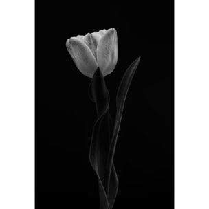 Tableau fleurs femme tulipe  Tableau plexiglas