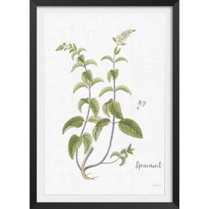 Affiche fleurs Menthe verte illustrée Affiche sous cadre noir