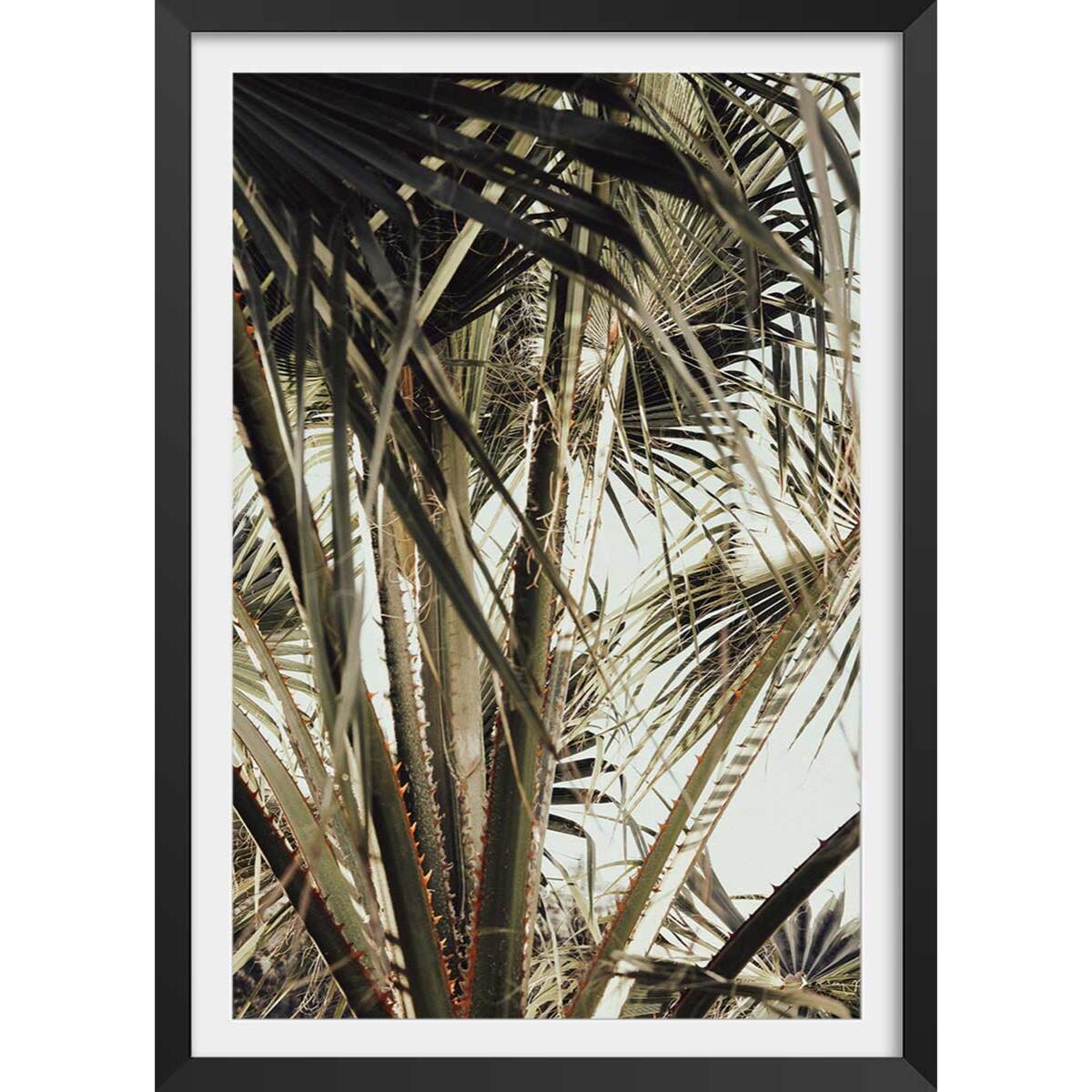 Poster cœur de palmier Affiche + cadre en bois - Noir