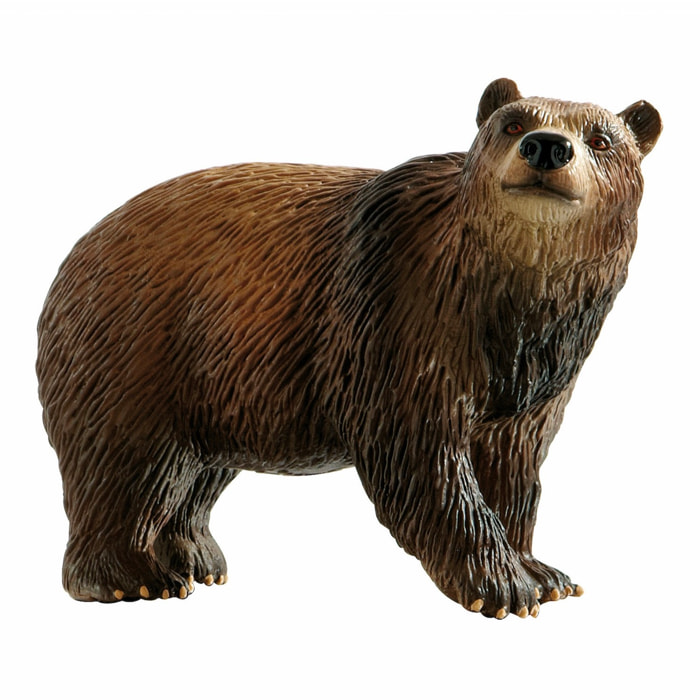 Animali della Foresta/Orso Bruno