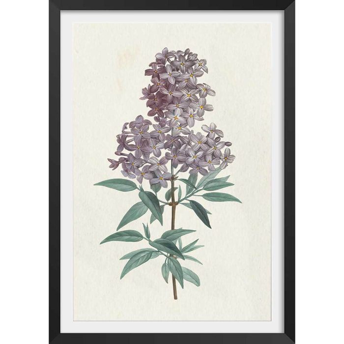 Affiche fleurs de Lilas vintage Affiche + cadre en bois - Noir