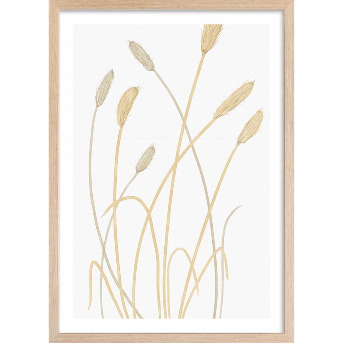 Affiche  scandi blés 2 Affiche + cadre en bois - Chêne