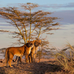 Tableau Lionnes Tableau plexiglas
