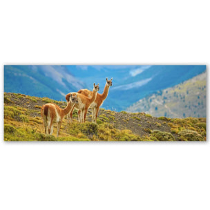 Tableau panoramique lamas andins paysage de montagne nature Toile imprimée