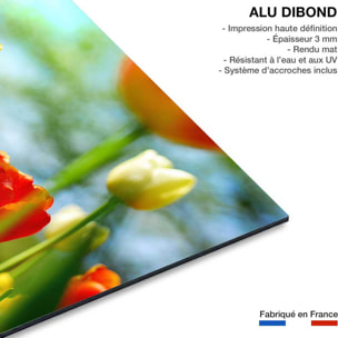 Tableau nature tulipes  Tableau alu Dibond
