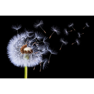 Tableau fleur pissenlit vole  Toile imprimée