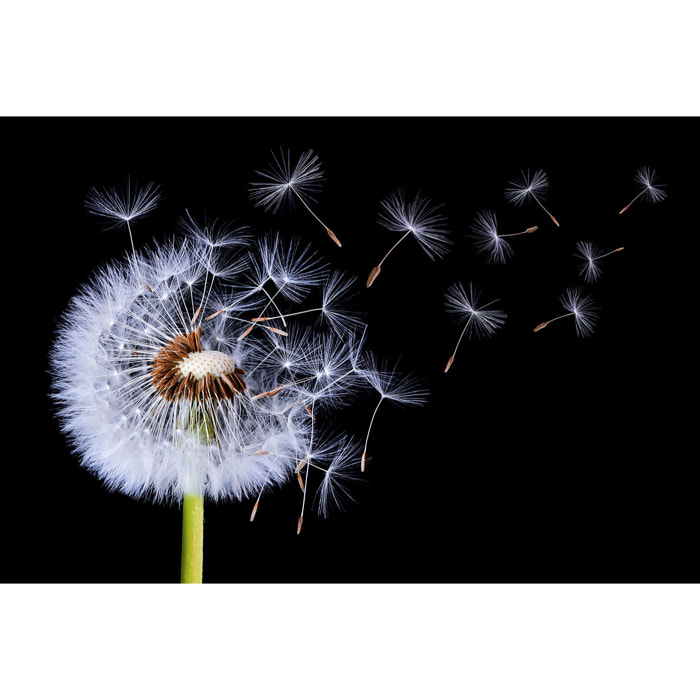 Tableau fleur pissenlit vole  Toile imprimée