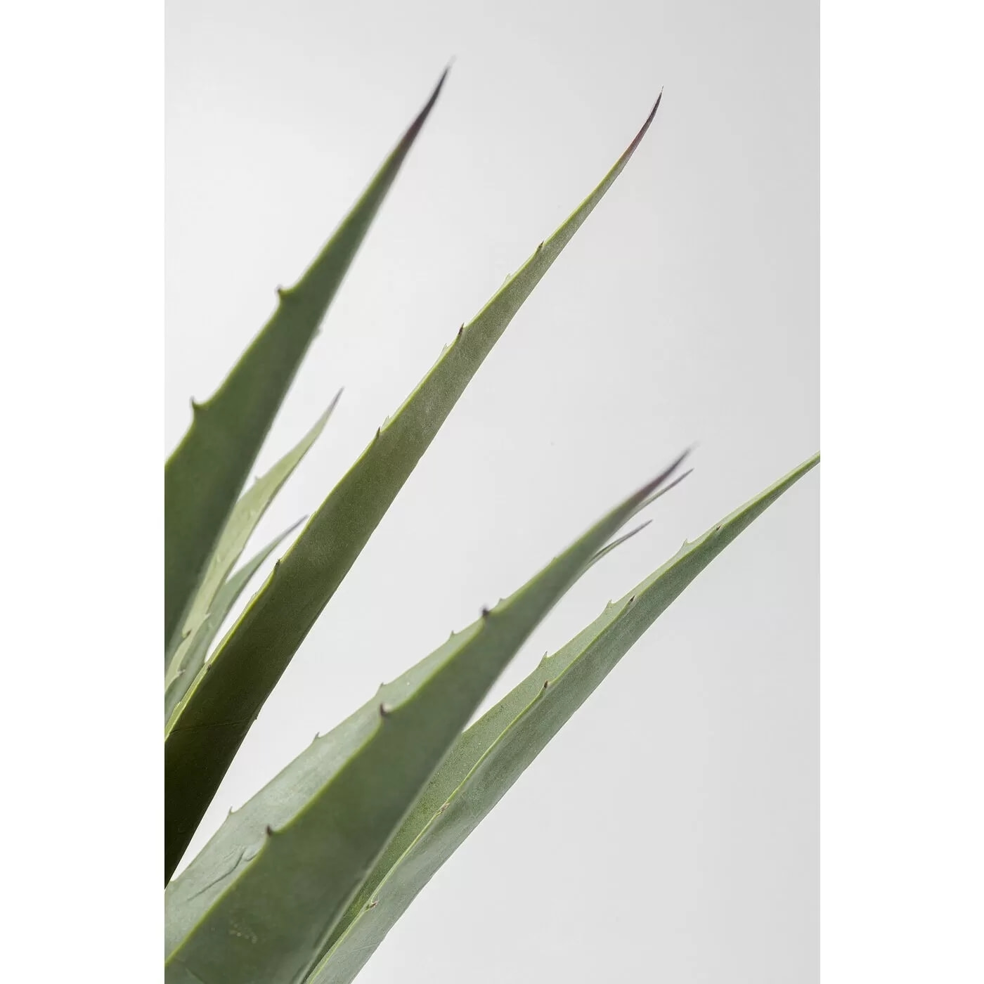 Plante décorative agave 85cm Kare Design