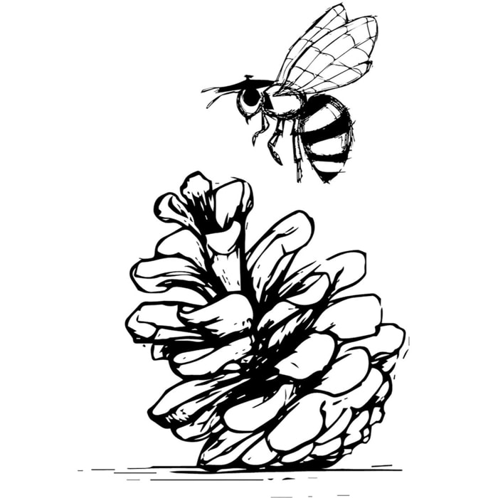 Tableau pomme de pins Tableau plexiglas