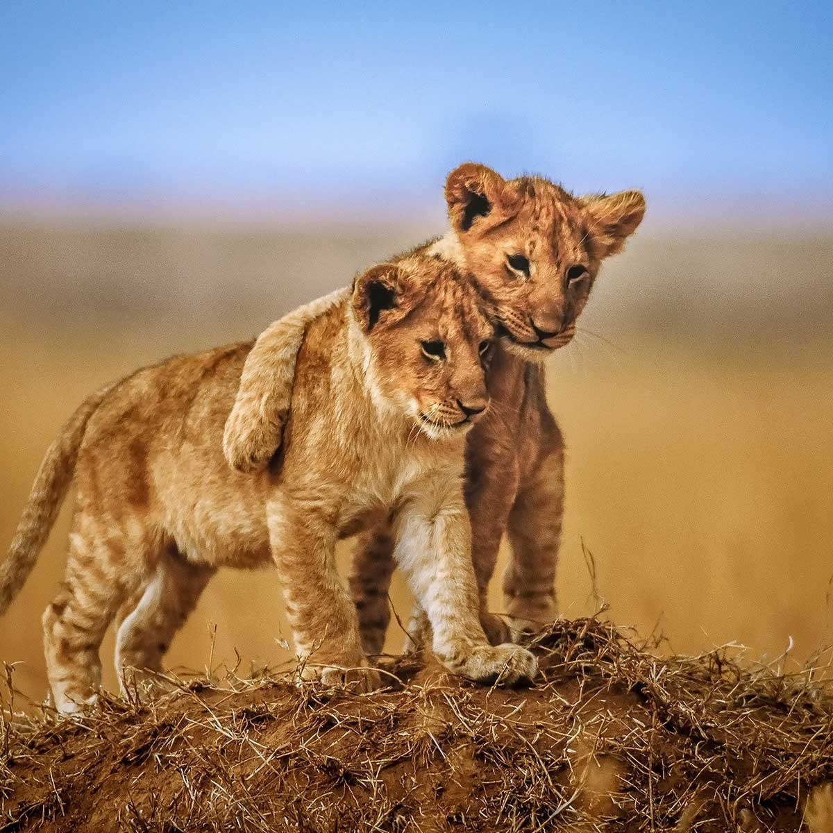 Affiche animaux brothers for the life Affiche + cadre en bois - Noir